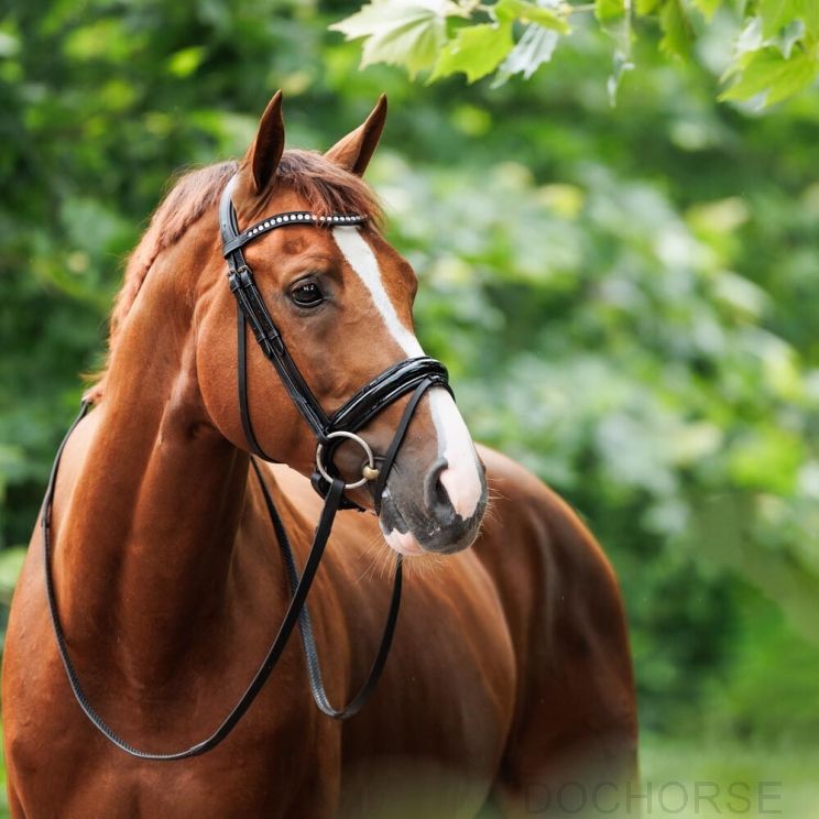 Dresuur Hoofdstel Lak