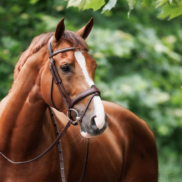 Nibago Hoofdstel Anatomisch