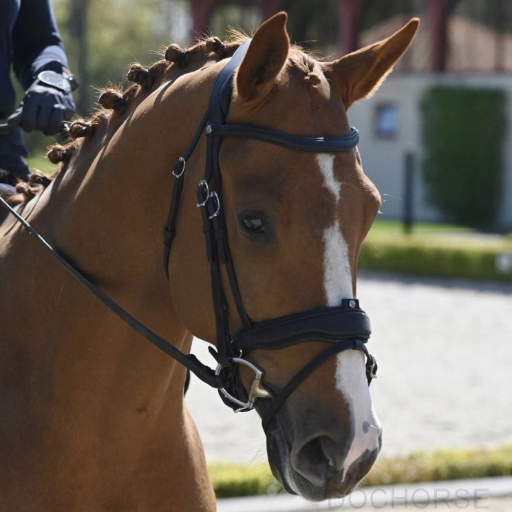 Antares Dressuurhoofdstel Precision