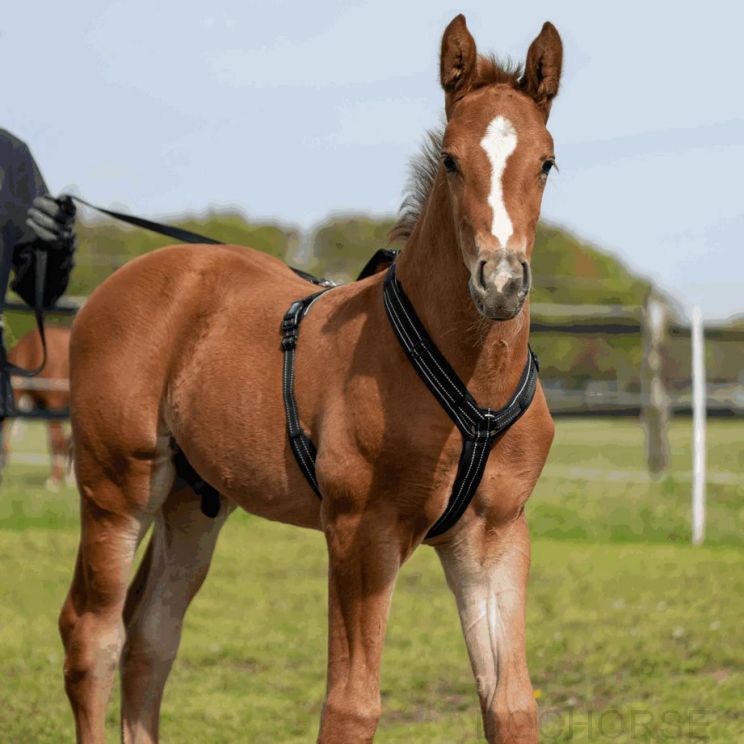 Sprenger Foal Harness