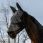 Equitheme Fly Mask UV Zipper