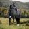 Amigo Turnout Rug FieldSafe Reflectech Plus 1200D 0g