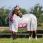 Bucas Buzz-Off X Full Neck Blue Blossom 
