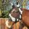 Bucas Buzz-Off Deluxe Mask With Ears - Zebra