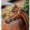 Horseware Signature Competition Headcollar Brown / Blue Haze 