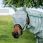 Horseware Fly Mask Newmarket Navy