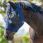 dominick fly mask comfort fit