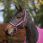 Bucas Headcollar Dublin Raspberry