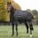 Equitheme Turnout rug 600D 50G Tyrex Black