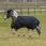 Bucas Irish Turnout Light 50G Pony