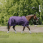 Equithème Turnout Rug Tyrex Aisance 600D 50g
