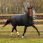 Horseware Turnout Trot Plus 350g