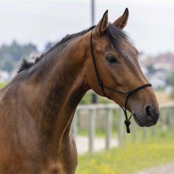 Riding World Headcollar Fine Ethological