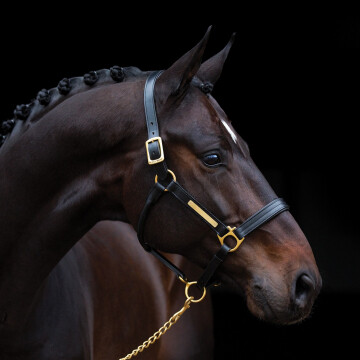 Amigo padded headcollar