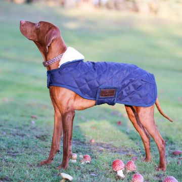 Kentucky dog coat
