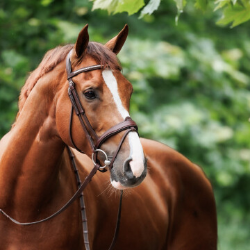 Nibago Hoofdstel Anatomisch