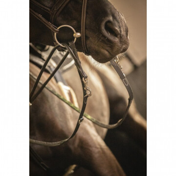 Penelope Howlett Reins